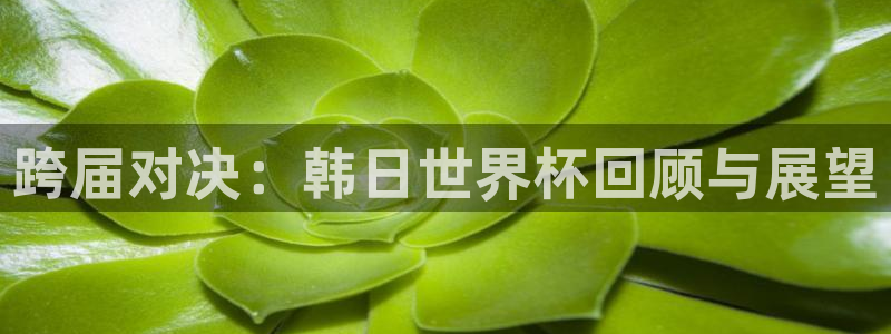 亚洲区世界杯预选赛:跨届对决:韩日世界杯回顾与展望